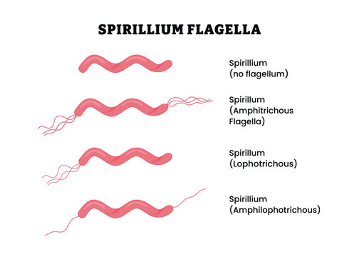 Spirillum Flagellar Arrangements Types labeled diagram, educational microbiology poster design, bacterial motility structures. Labeled amphitrichous, lophotrichous, amphilophotrichous, flagellated