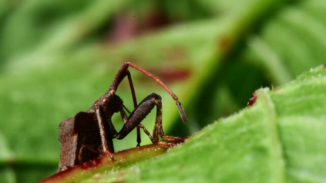 Dock Leaf Bug, Dock Bug (Coreus marginatus), courtship and copulation time