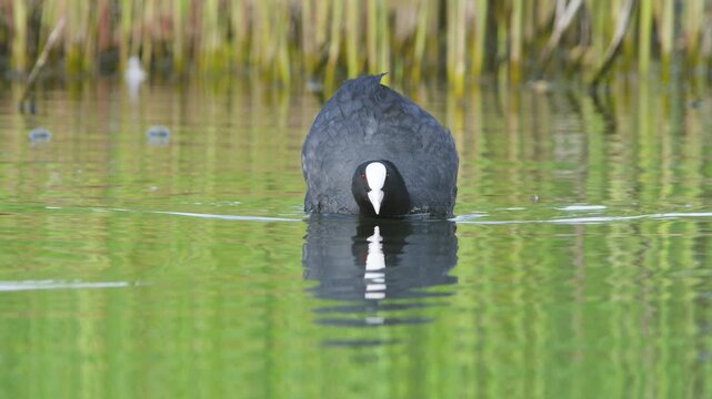 Eurasian Coot, Fulica atra, bird on marshes