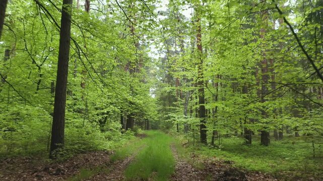 Drone flight along a forest road in a mixed forest, path, trees, deciduous trees, forestry, summer, Eastern Styrian hills, Styria, Austria