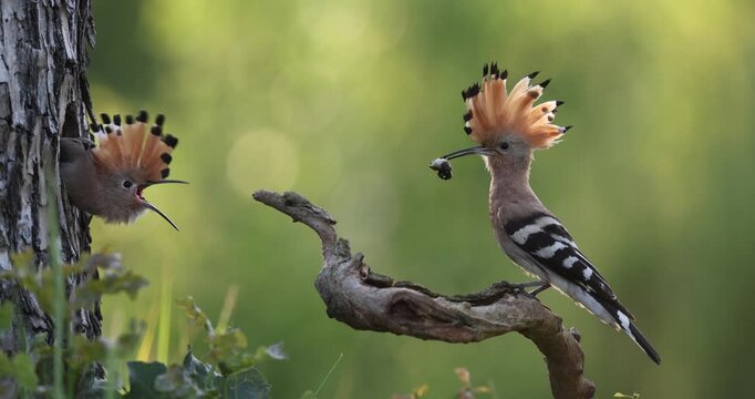 Hoopoe (Upupa epops) Bird of the Year 2022, male with food for the almost fledged young bird, begging for food, foraging, erected bonnet, breeding den, sunrise, interaction, flying, approaching, wing