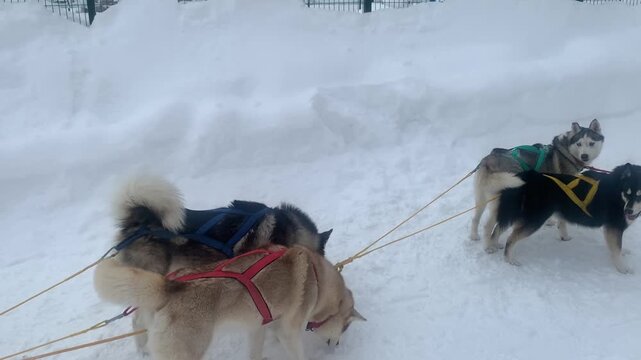 Team of Siberian husky sled dogs wearing colorful harnesses resting on a deep snowy trail before pulling a sled during winter season outdoors.