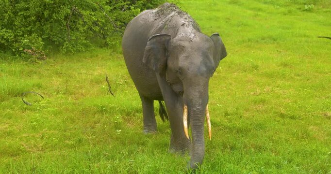 Elephant (Elephas maximus maximus) herd in Minneriya National Park, Sri Lanka