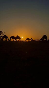 Silhouettes of camels walking along ridge during golden sunset
