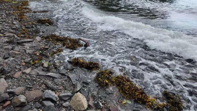 Close up shot of rolling foam waves rolling toward rockweed seaweed on a rocky coastline. 