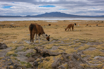 Fototapeta premium Arequipa, Peru - September 9, 2026: Llamas at the Salinas Lagoon in the Salinas and Aguada Blanca National Reserve in Arequipa, Peru.