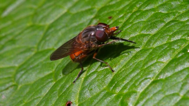 Heineken Fly, Heineken hoverfly (Rhingia campestris) on a green leaf, Devon, England, United Kingdom