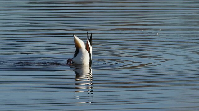 Common Shelduck, Tadorna tadorna, bird on winter marshes, Devon, England, United Kingdom