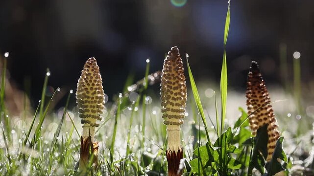 Meadow, blades of grass with dewdrops and field horsetail (Equisetum arvense), Upper Austria, Austria