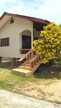 Tropical Bungalow with Blooming Yellow Tecoma Stans Tree in Garden, vertical, video, 