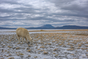 Fototapeta premium Arequipa, Peru - September 9, 2026: Llamas at the Salinas Lagoon in the Salinas and Aguada Blanca National Reserve in Arequipa, Peru.