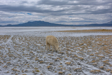 Fototapeta premium Arequipa, Peru - September 9, 2026: Llamas at the Salinas Lagoon in the Salinas and Aguada Blanca National Reserve in Arequipa, Peru.