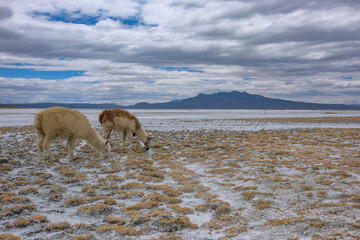 Fototapeta premium Arequipa, Peru - September 9, 2026: Llamas at the Salinas Lagoon in the Salinas and Aguada Blanca National Reserve in Arequipa, Peru.