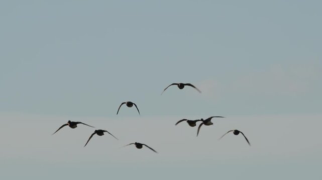 Eurasian Wigeon, Mareca penelope, birds in flight over winter marshes