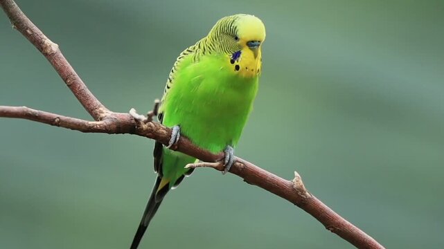 Budgerigar (Melopsittacus undulatus), adult, male, plumage care, twig, waiting, Australia