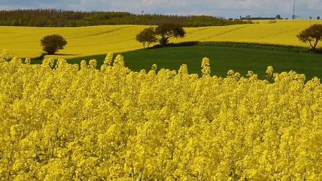 Landscape with rapeseed fields at Ystad, Scania, Sweden, Scandinavia