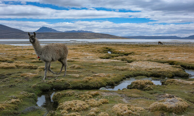 Fototapeta premium Arequipa, Peru - September 9, 2026: Llamas at the Salinas Lagoon in the Salinas and Aguada Blanca National Reserve in Arequipa, Peru.