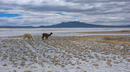 Arequipa, Peru - September 9, 2026: Llamas at the Salinas Lagoon in the Salinas and Aguada Blanca National Reserve in Arequipa, Peru. © Oscar Espinosa