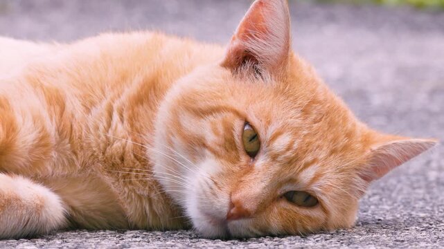 Close-up of a red tomcat (Felis Catus), Ternitz, Lower Austria, Austria