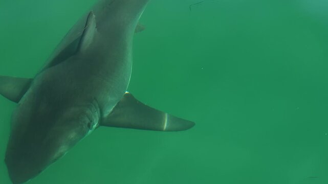 Aerial shark swimming near surface in blue ocean water