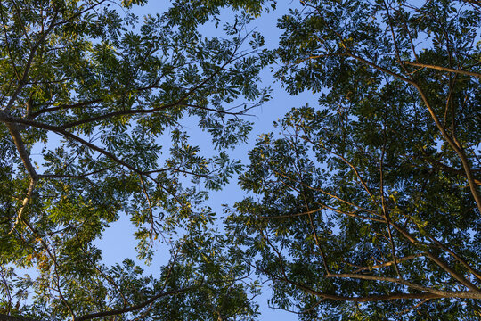 Tree branches and leaves under a clear blue sky