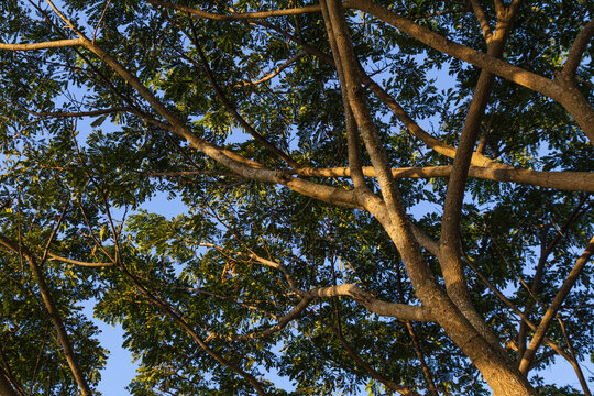 Low angle view of tree branches with green leaves against blue sky