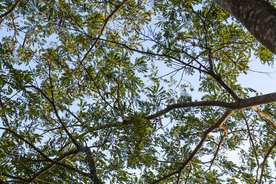 Tree canopy with green leaves and branches against blue sky