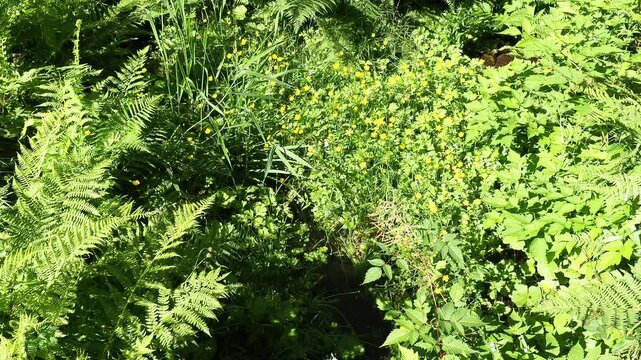 Steady shot focusing on a dense patch of wild yellow flowers swaying in a forest field.