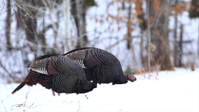 Wild turkeys feeding in the snow. Meleagris gallopavo. City of Saint Mathieu-du-Parc. Province of Quebec. Canada