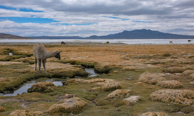 Arequipa, Peru - September 9, 2026: Llamas at the Salinas Lagoon in the Salinas and Aguada Blanca National Reserve in Arequipa, Peru. © Oscar Espinosa