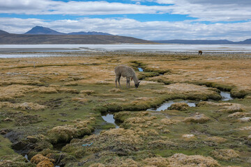 Fototapeta premium Arequipa, Peru - September 9, 2026: Llamas at the Salinas Lagoon in the Salinas and Aguada Blanca National Reserve in Arequipa, Peru.