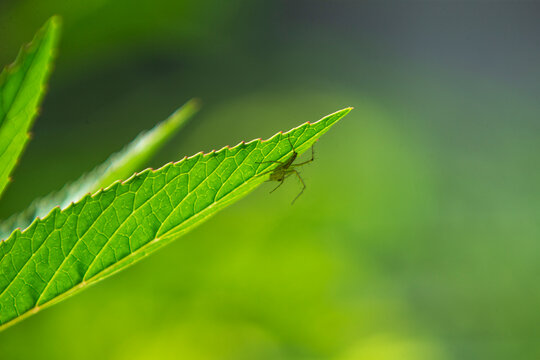 Macro shot of a green lynx spider camouflaged under a green leaf.An exceptional close-up macro photograph capturing a small green lynx spider .