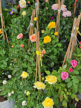 Pink, yellow, and cream roses bloom on bamboo stakes tied with colorful ribbons, their leaves glistening with raindrops.