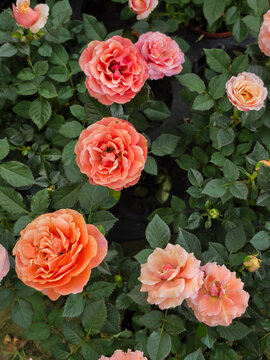 A lush overhead view of blooming orange and peach roses nestled among dense green leaves in black nursery trays.