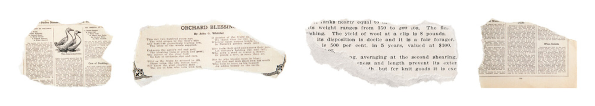 PNG Vintage torn newspaper clippings isolated on white, transparent background