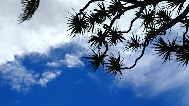 Pandanus tectorius Hala Tree Leaves Against a Blue Tropical Sky in Hawaii