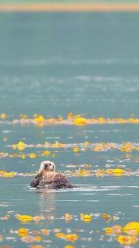 A wild sea otter floats peacefully on its back in a calm bay surrounded by yellow kelp. Suitable for wildlife documentaries and environmental sustainability content.