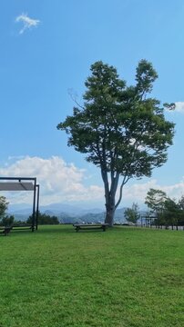 Vertical portrait of a symbolic large tree and a wooden bench on the green lawn at Sky Park in Takayama, Gifu, Japan, with distant Alps mountains under a blue sky. Perfect for wellness and tourism bac
