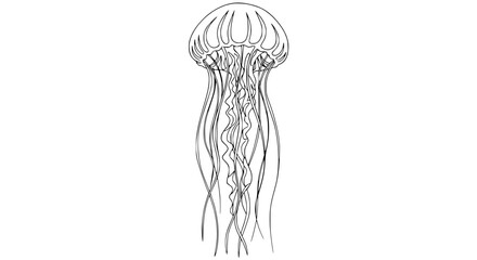 Jellyfish outline drawing isolated on white background, line art illustration © Mar