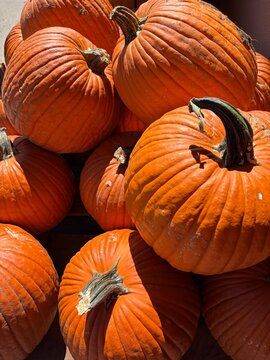 beautiful orange pumpkins stacked together in the autumn sunlight, halloween decorations, winter squash