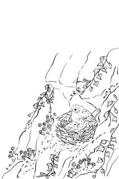 Hand drawn black and white line art illustration of a nesting mother bird and chick, isolated on a transparent background