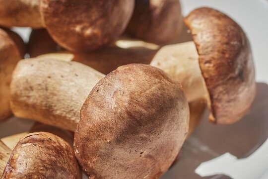 Porcini mushrooms, fresh, whole, and raw, in a white bowl.