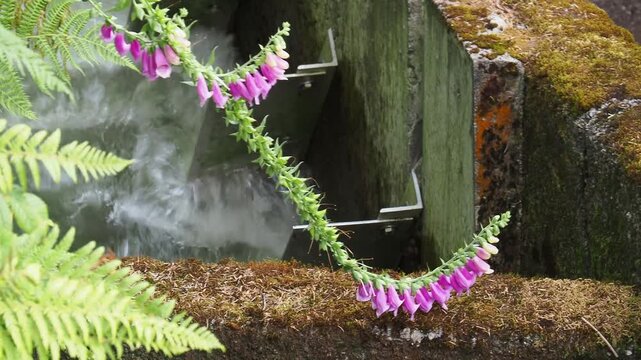 Pink foxglove flower over concrete hatchery weir, detailed close up shot.