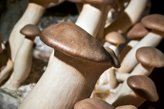 King Oyster Mushrooms being cultivated in Pennsylvania, USA