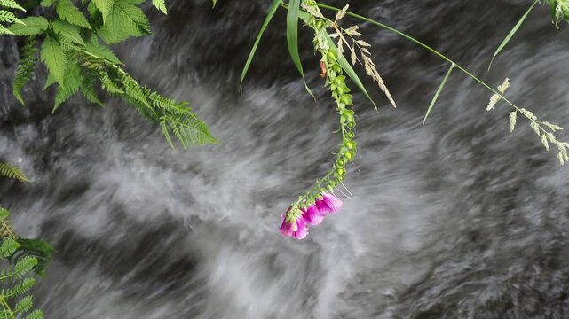 High angle close up tracking shot of a wild pink wildflower stalk hanging over a turbulent waters in the river.