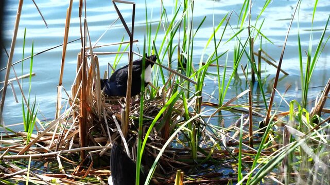 Purple Swamphens taking turns guarding their nest in a wetland at Sale Botanic Gardens, Victoria
