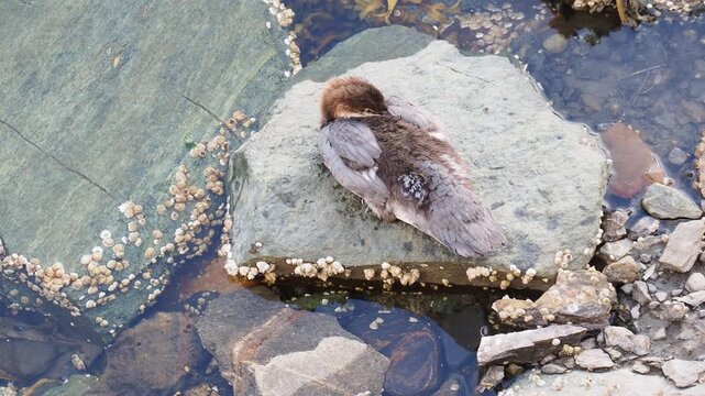 Close up top shot of a wild female common merganser duck resting on a wet shoreline stone covered in barnacles.