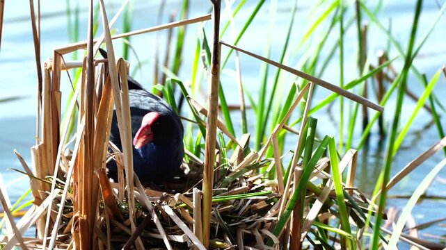 Purple Swamphen guarding its nest in a wetland at Sale Botanic Gardens, Victoria, Australia