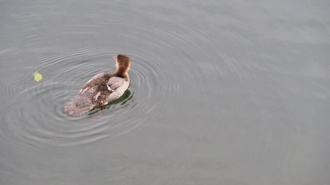 Detailed tracking shot showing a wild common merganser duck swimming through coastal water ripples.