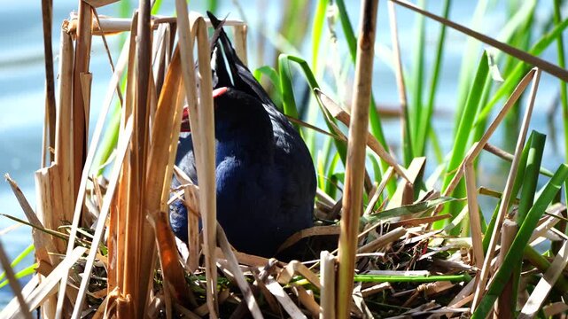 Purple Swamphen guarding its nest in a wetland at Sale Botanic Gardens, Victoria, Australia